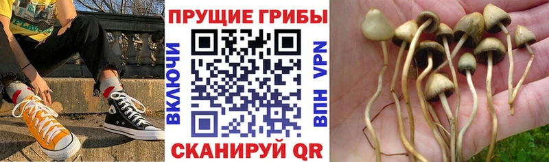 Псилоцибиновые грибы мицелий  Руза 